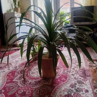 گل بزرگ|گل و گیاه طبیعی|آذرشهر, |دیوار