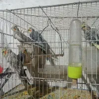 عروس هلندی