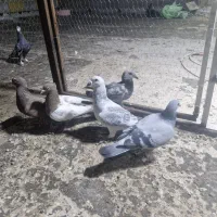 ۵تا کفتر ۴تا ماده یه نر