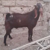 بزنر|حیوانات مزرعه|بندر ماهشهر, |دیوار