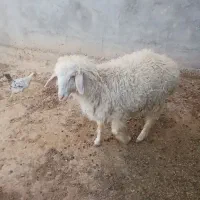 شیبان