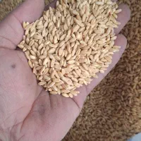 گندم دیم بوجاری شده بذری