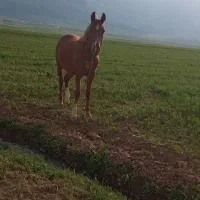 مادیون  با کره فروشی