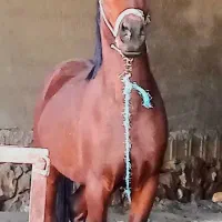 اسب|اسب و تجهیزات اسب‌سواری|کربال, |دیوار