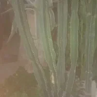کاکتوس