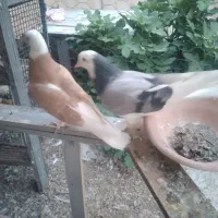کبوتر شازده هما پرشی نقش