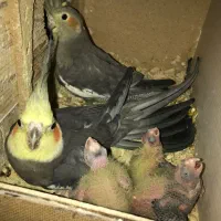 عروس هلندی