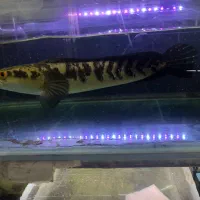 چانا یلومارو سنتاروم سینگل تانک