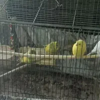 یک جفت مرغ عشق و دوعددماده ۶ ماهه