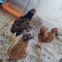 مرغ گمشده