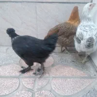 زرنگ و پر خور
