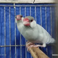 فنچ نرگسی سیلور خالص