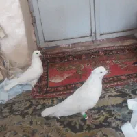 کله سپه