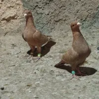 جفت زرد کرمانی نر جوان مال شهرستان کرمان نابلد ی