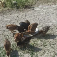 جوجه گلپایگان ۴۵ روزه