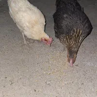 مرغ تخم گذار