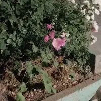 کلر آبی کوچک سالم