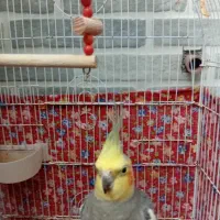 طوطی نر نژاد لوند سخن گو