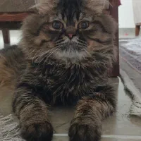 گربه پرشین نر ۸ ماهه
