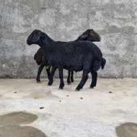 بره قوچی شیشک بذری افشاری و قره غزل خوش تیپ