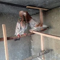 کبوترسرورتزعینی