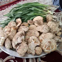 قارچ کوهی کماهکوش کمانگوش