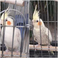 عروس هلندی،قناری،فنج