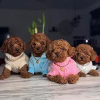 توله نژاد پودل اصیل با ضمانت کتبی