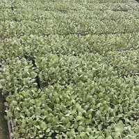 نشا کلم پیچ