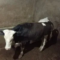 گوساله سیمینتال