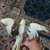 عروس هلندی نر