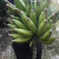 درخت موز با ثمردهی عالی