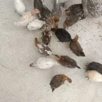 جوجه محلی اصل