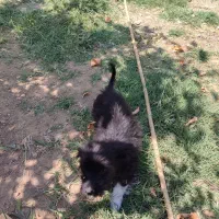 سگ پاکوتاهه