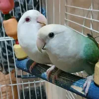 طوطی کوتوله برزیلی رنگ خاص