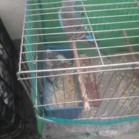مرغ عشق مادر همرا با ۳ تا جوجه و قفس کامل