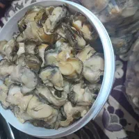 گوشت سدف|خوردنی و آشامیدنی|بندرلنگه, |دیوار