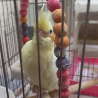 عروس هندی ماده زعفرونی دستی