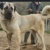 واگذاری سگ نگهبان