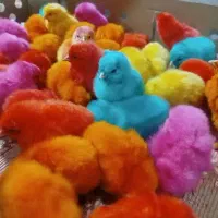 جوجه خوش خوراک
