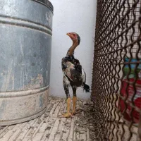 جوجه لاری اوشامو