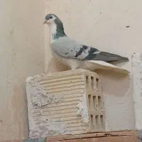 نر سینه واز قدیمی جفتی کار