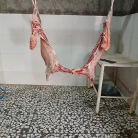 گوشت کهره و  بره نر درجه یک