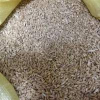گندم آذر دو
