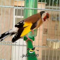سهره ۱۰۰۰بخون