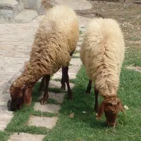 شش گوسفند آبست  شکم اول دوم سوم برای داشتی