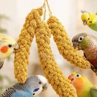 عروس هلندی