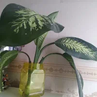 گل و گیاه