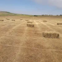 علف بسته بندی