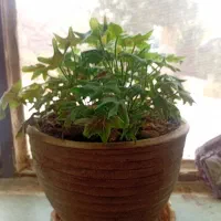 لوبیاسبز‌تازه